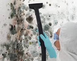 Best Black Mold Removal in Hopatcong, NJ